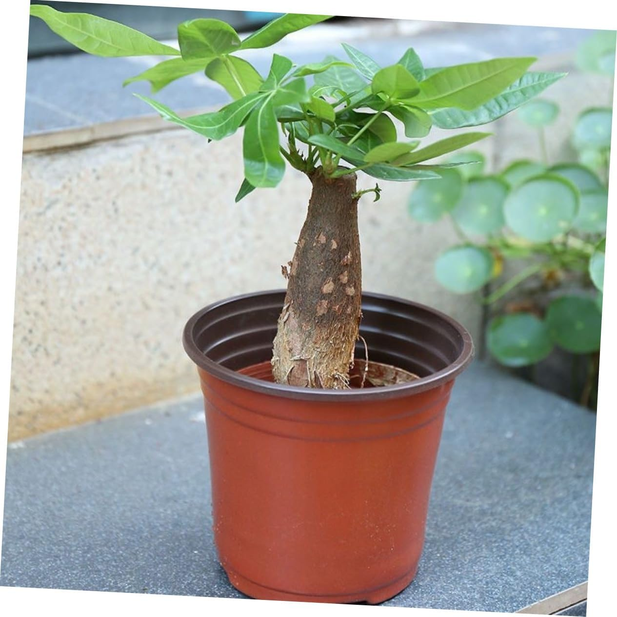 Toddmomy 20Pcs Pot Succulent Pot Planter round Tray Black Decor Garden Pots Drainage Flowerpot Flower Pot Plant Pots Indoor Pot for Plants Indoor Gardening Pots Plastic Nursery Set