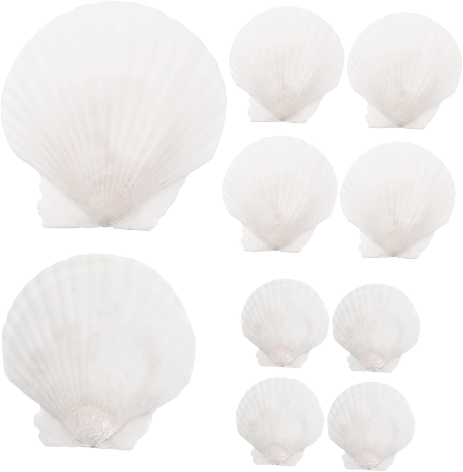 10Pcs Natural White Scallop Shells for DIY Crafts Home Decoration Aquarium Ornaments and Seasonal Projects image number 1