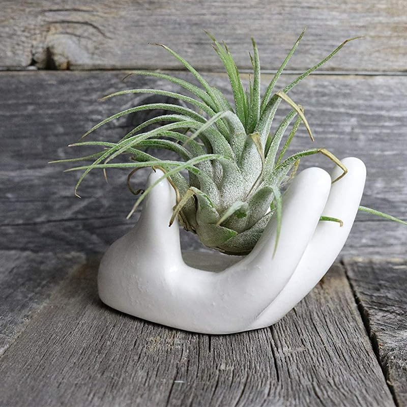 2 PCS Air Plant Holder Cute Ceramic Mini Hand Shape Stand Airplants Tillandsia Small Container Pot Plant Decorative Home Decor for Desk Table Shelf Window, White image number 3