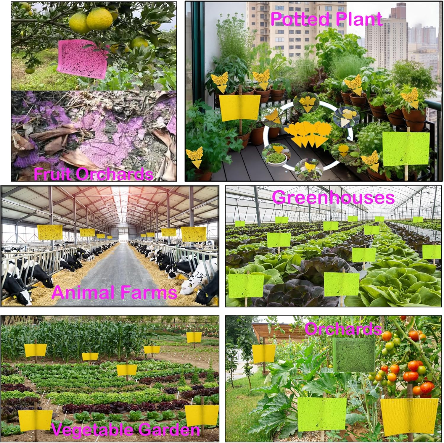 20-Pcs (25 * 20Cm) Fruit Insect Fly Traps, Increase Fertilizer, Insect Sticky Trap for In/Outdoor, Greenhouse Vegetables, Lawn, Garden, Farm, Home, Horticulture & Agriculture, Orchard Fields (Purple) image number 2