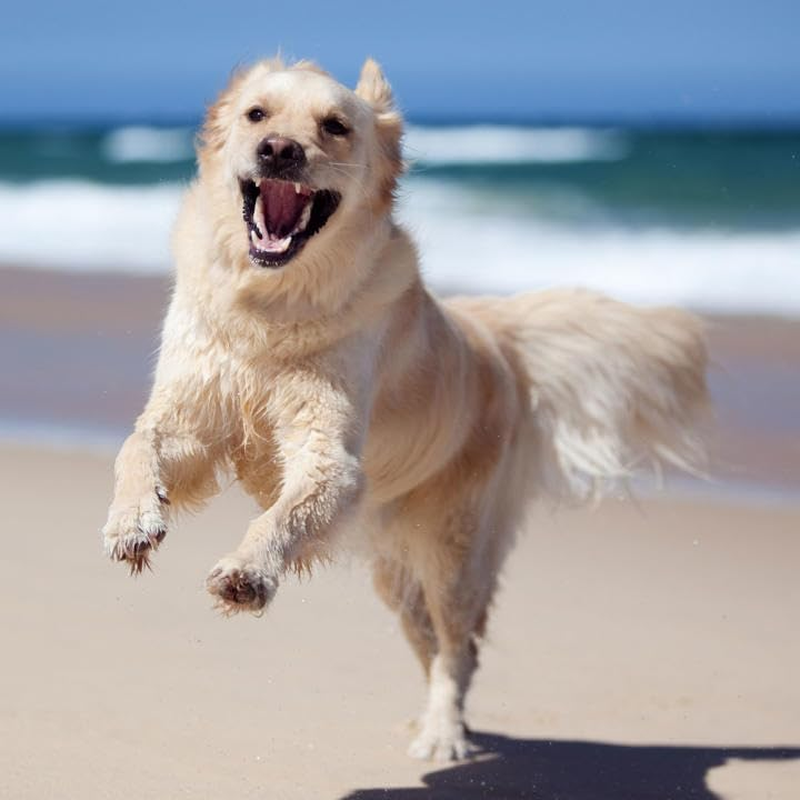 Canine Jointease MSM Chondroitin Glucosamine Powder Dog Joint Arthritis Dysplasia (400Gm)