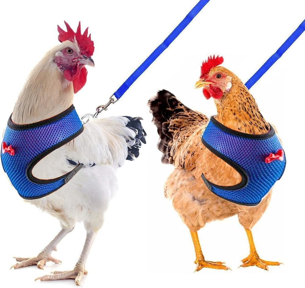 Chicken Harness and Leash, Modified Adjustable Breathable Harness Specially Designed for Rooster and Hens Duck Goose Training and Walking Size (Blue, XL)