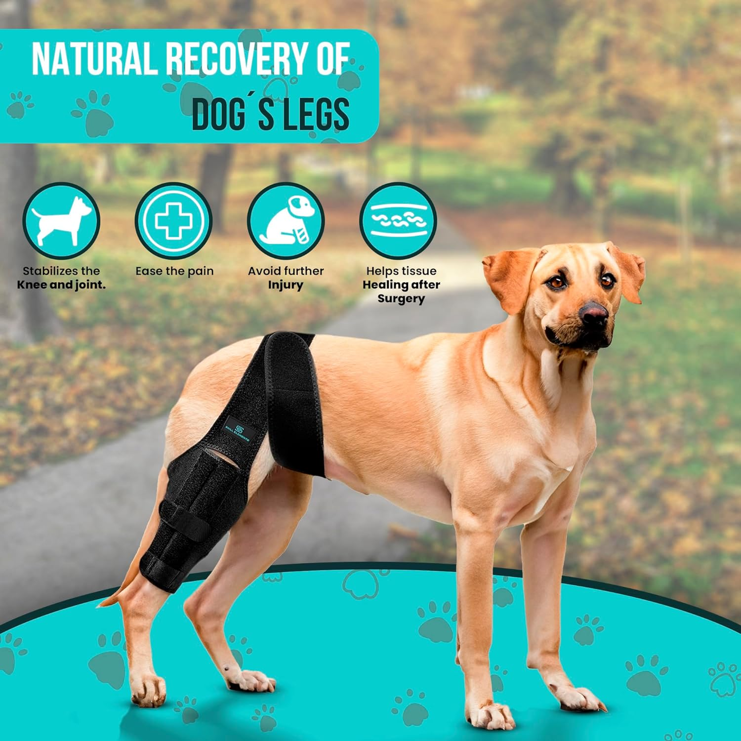 Dog Leg Braces for Back Leg - Dog Knee Brace for Support with Cruciate Ligament Injury, Joint Pain and Muscle Sore,- Dog Knee Brace for Torn ACL Hind Leg Adjustable Rear Leg Braces (Medium)