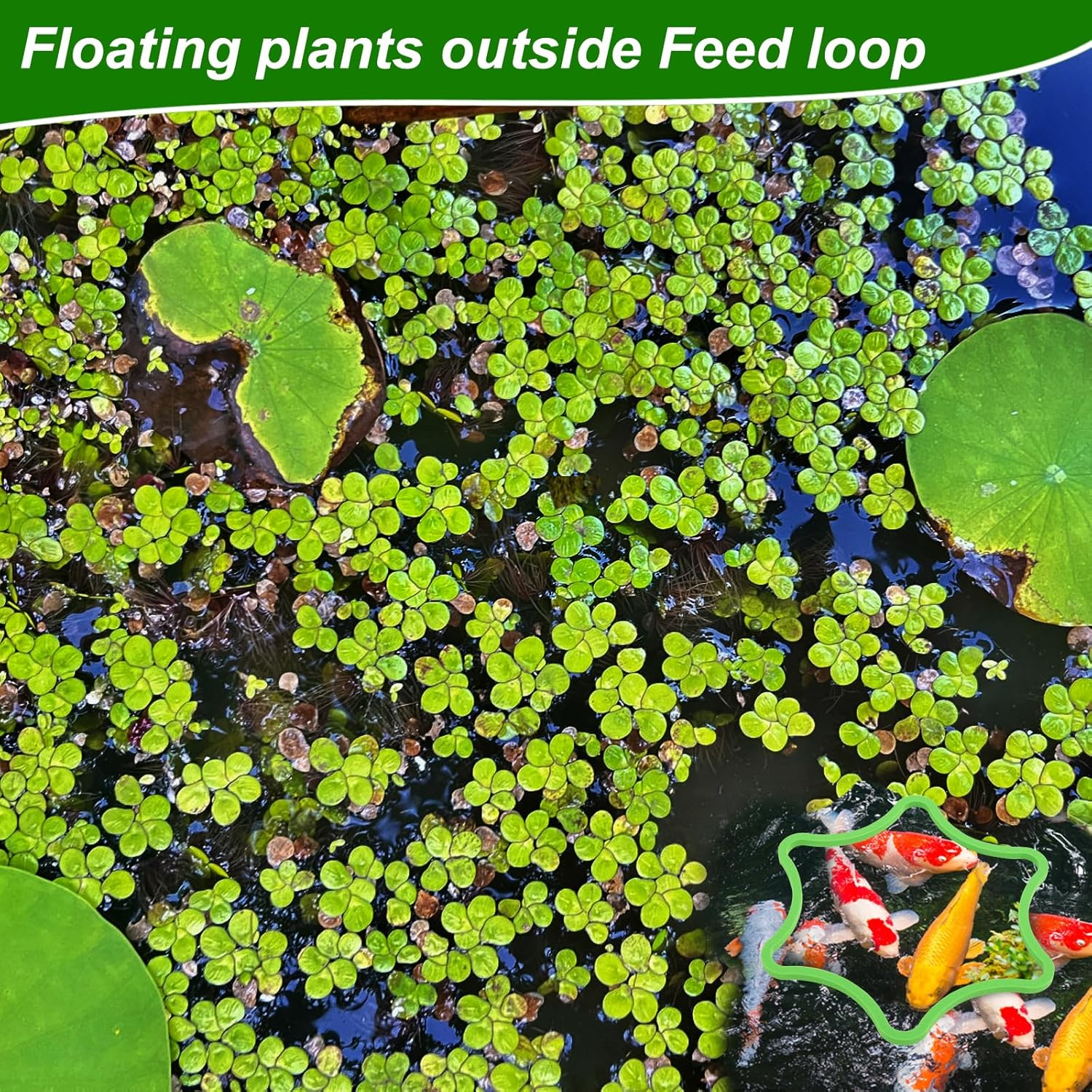 5Pcs Aquarium Floating Plant Rings, Foam Floating Plant Corral Flower Shaped Fish Feeding Rings Fish Tank Food Ring for Intercepting Floating Plants (Green) image number 5