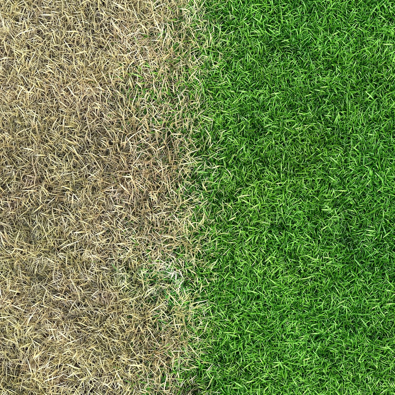 Lawnporn Launch+ Turf Fertiliser image number 1