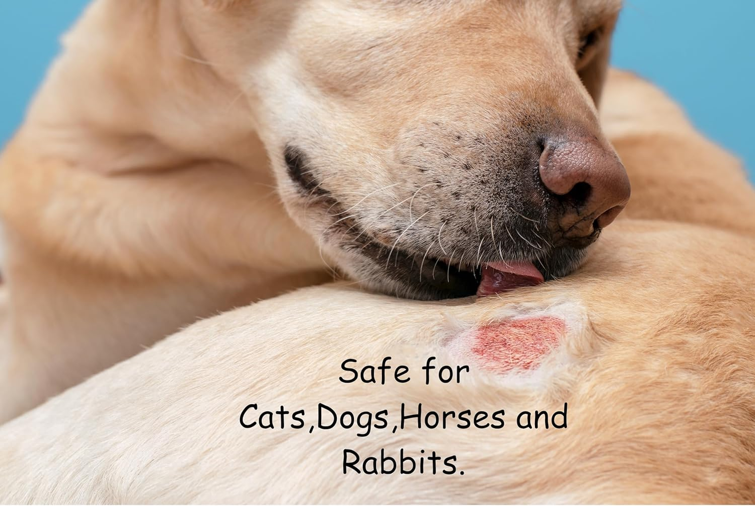 All Natural Dog Buttery Balm with Manuka Honey| Hotspots| Soothes and Moisturises| Relieves Itchy Skin | Dog Nose Balm Skin Balm Paw Balm 30Ml | Manuka Honey Balm