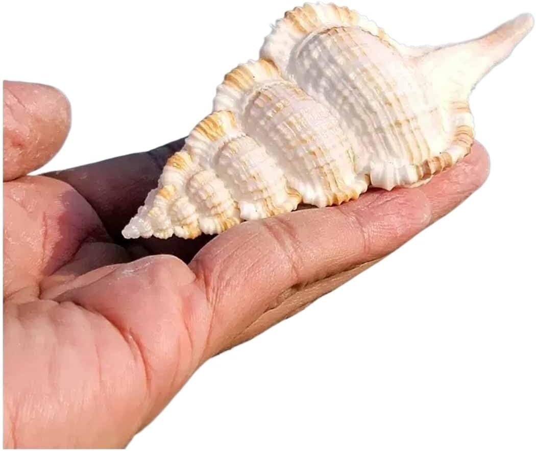 Shells,Conch Shell, Natural Large Conch 6~8Cm for Wedding Decor Beach Theme Party, Home Decorations(7-8Cm) image number 4