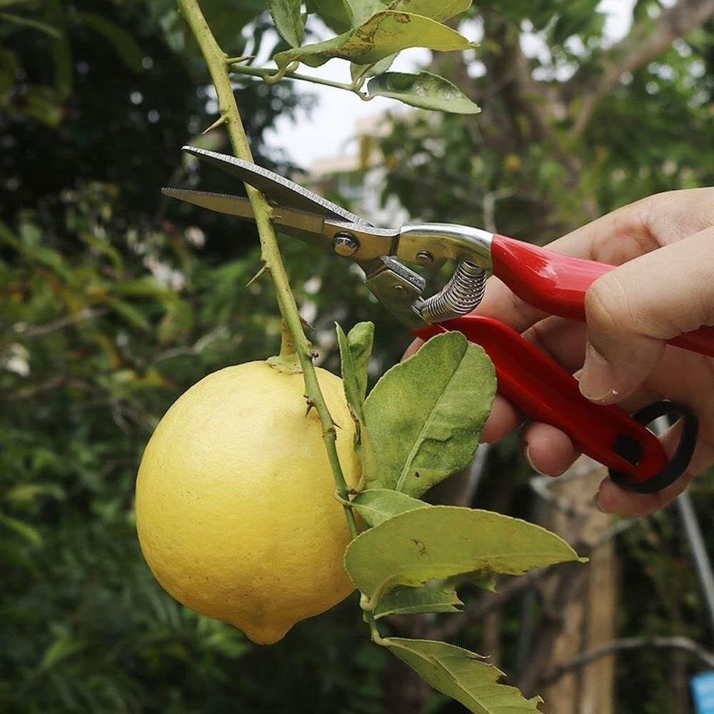 Straight Stainless Steel Pruner Pruning Shears Clippers Snips &ndash; Sharp Bonsai Cutter Plant Trimming Scissors &ndash; Straight Blade Garden Scissors Tool &ndash; Great for Roses Flowers Herbs Fruits image number 1