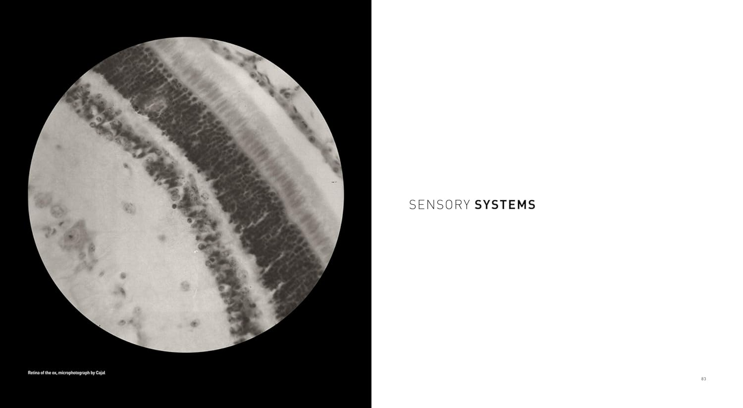 The Beautiful Brain:The Drawings of Santiago Ramon Y Cajal image number 5