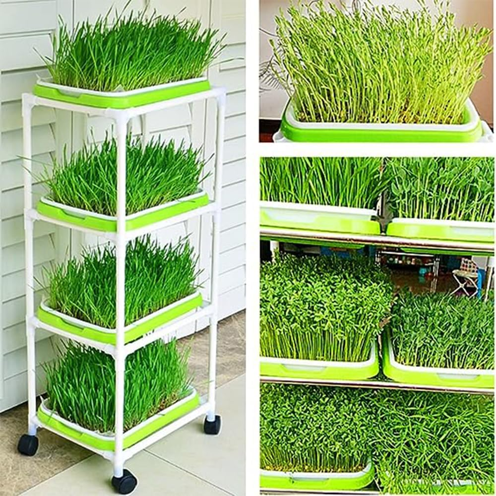 4 Layers Sprouter Trays with Cover Stainless Steel Frame Soil-Free Healthy Wheatgrass Seeds Grower Storage Trays Sprouting Container Kit for Garden Home Office image number 5