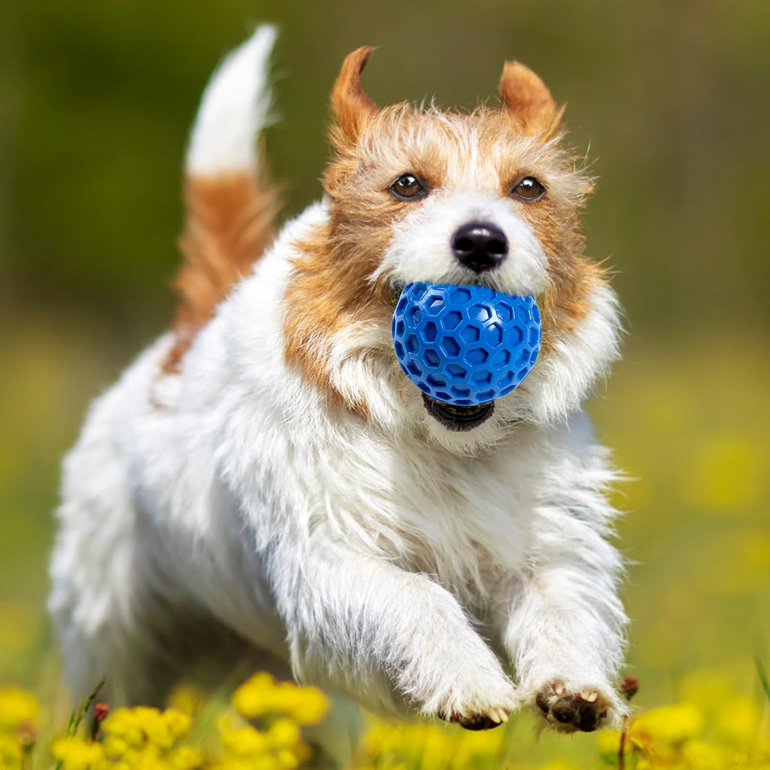 Heavy Duty Indestructible Dog Chew Toys for Aggressive Chewers - Chew-Proof Squeaky Ball, Durable Interactive Dog Toys for Large Breeds, 2 Pack (5.5Cm)