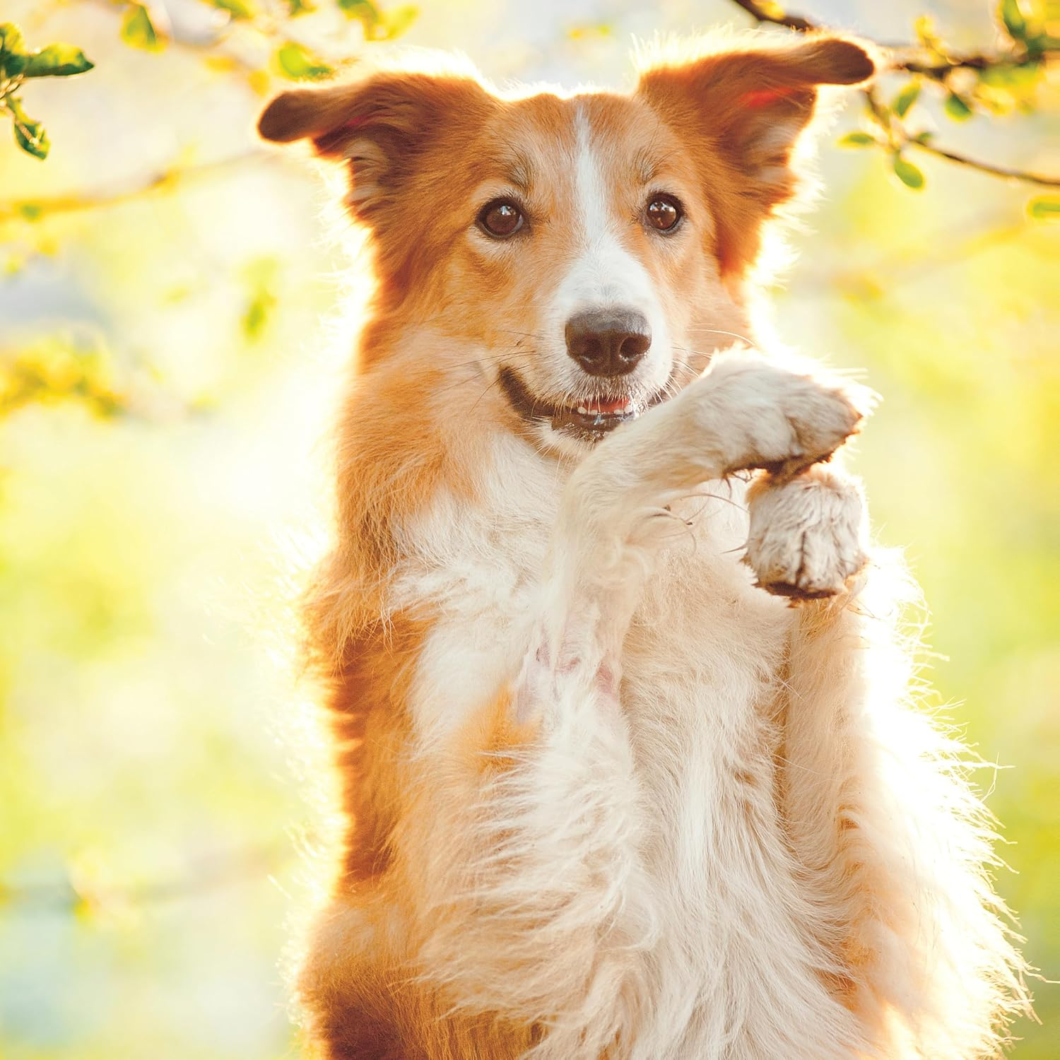 Dog Tricks and Training Kit - Teach Your Dog New Tricks with Step-By-Step Instructions &ndash; Includes Training Clicker, Toys, and Video Access image number 3