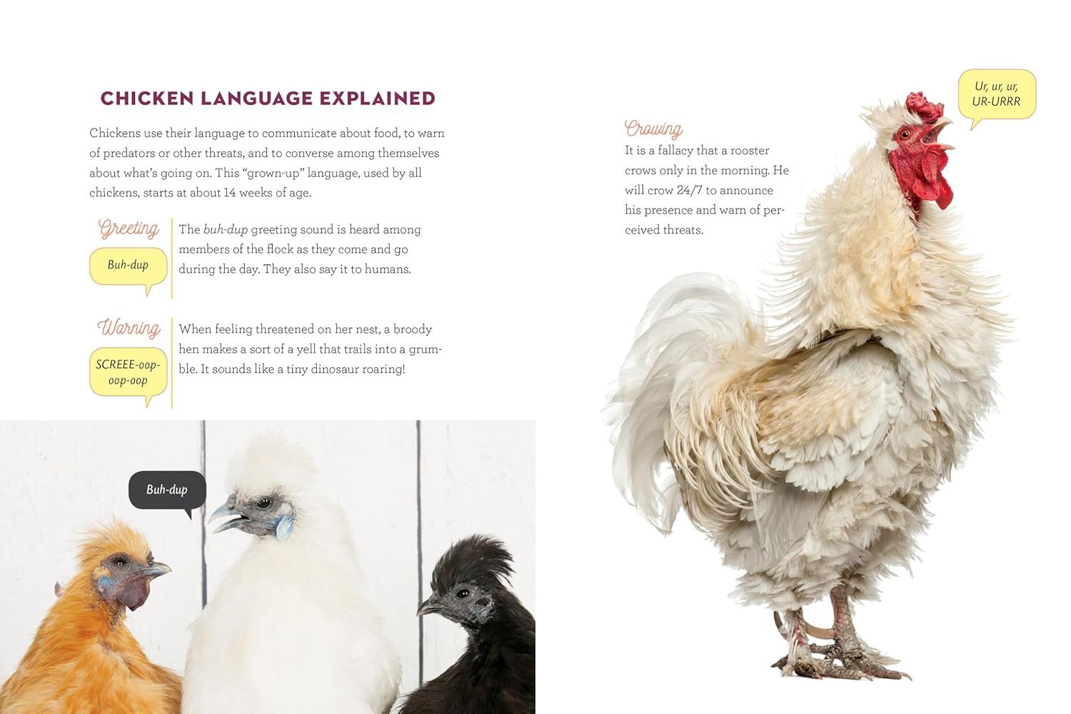 How to Speak Chicken: Why Your Chickens Do What They Do & Say What They Say image number 5