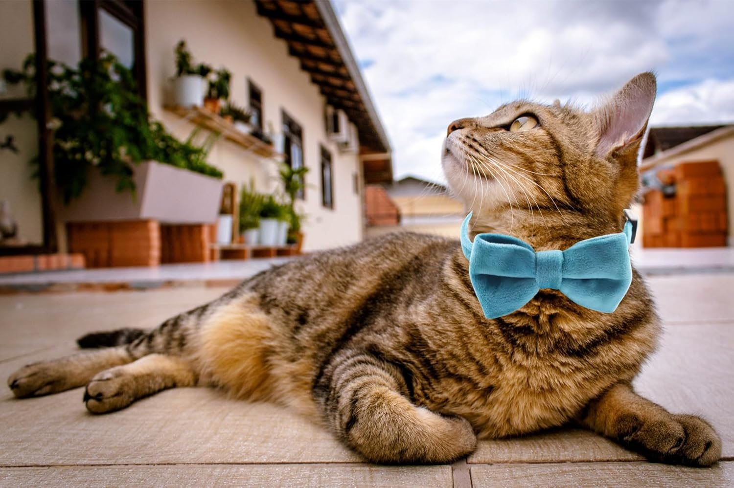 Cat Collar Breakaway with Bell and Removable Bow Tie Safety Buckle Velvet Adjustable 7-11 Inches for Kitten Cats (Blue) - Brown image number 3