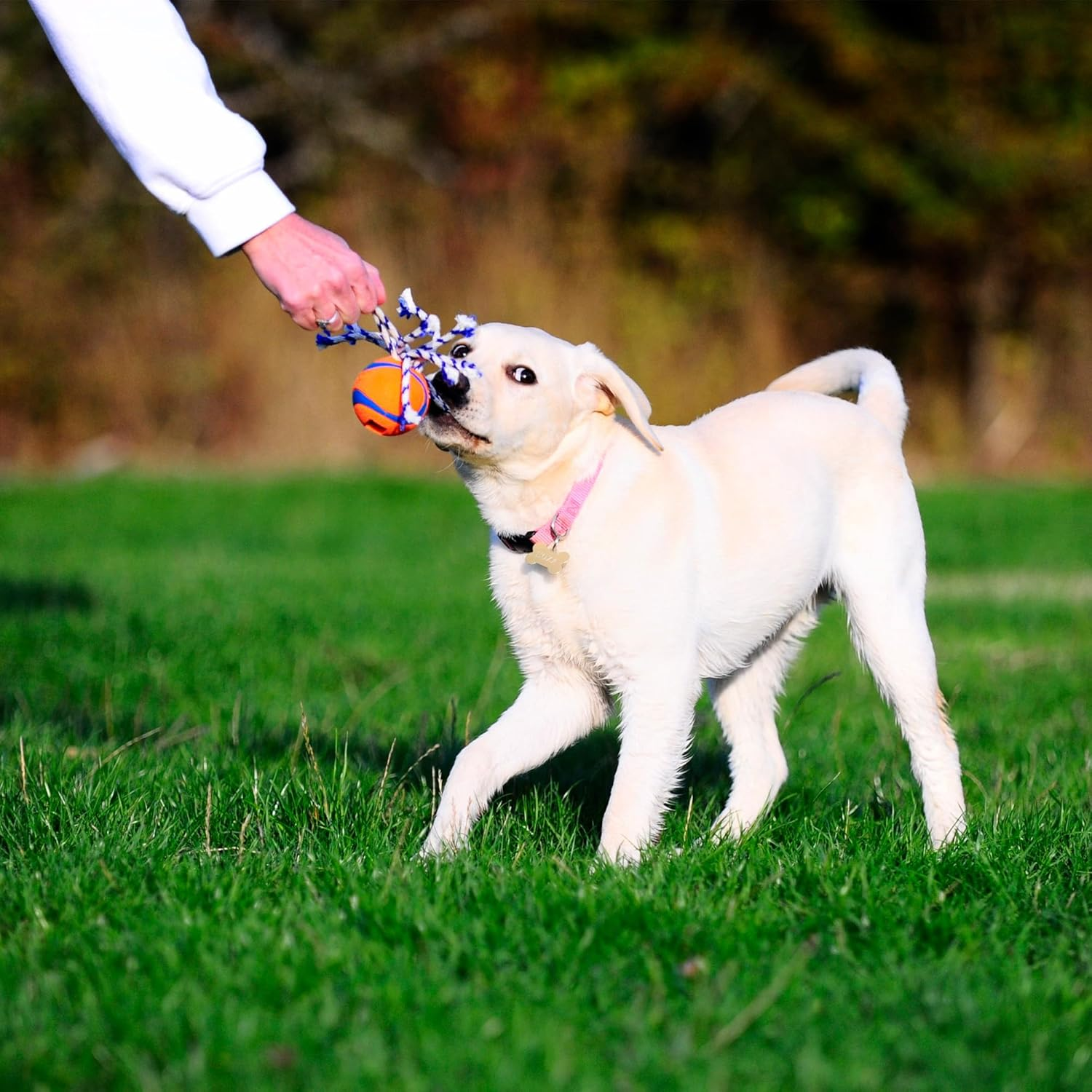 Chuckit! Ultra Toss Dog Toy, Medium Indoor and Outdoor Dog Toy for Dogs 20-60 Pounds