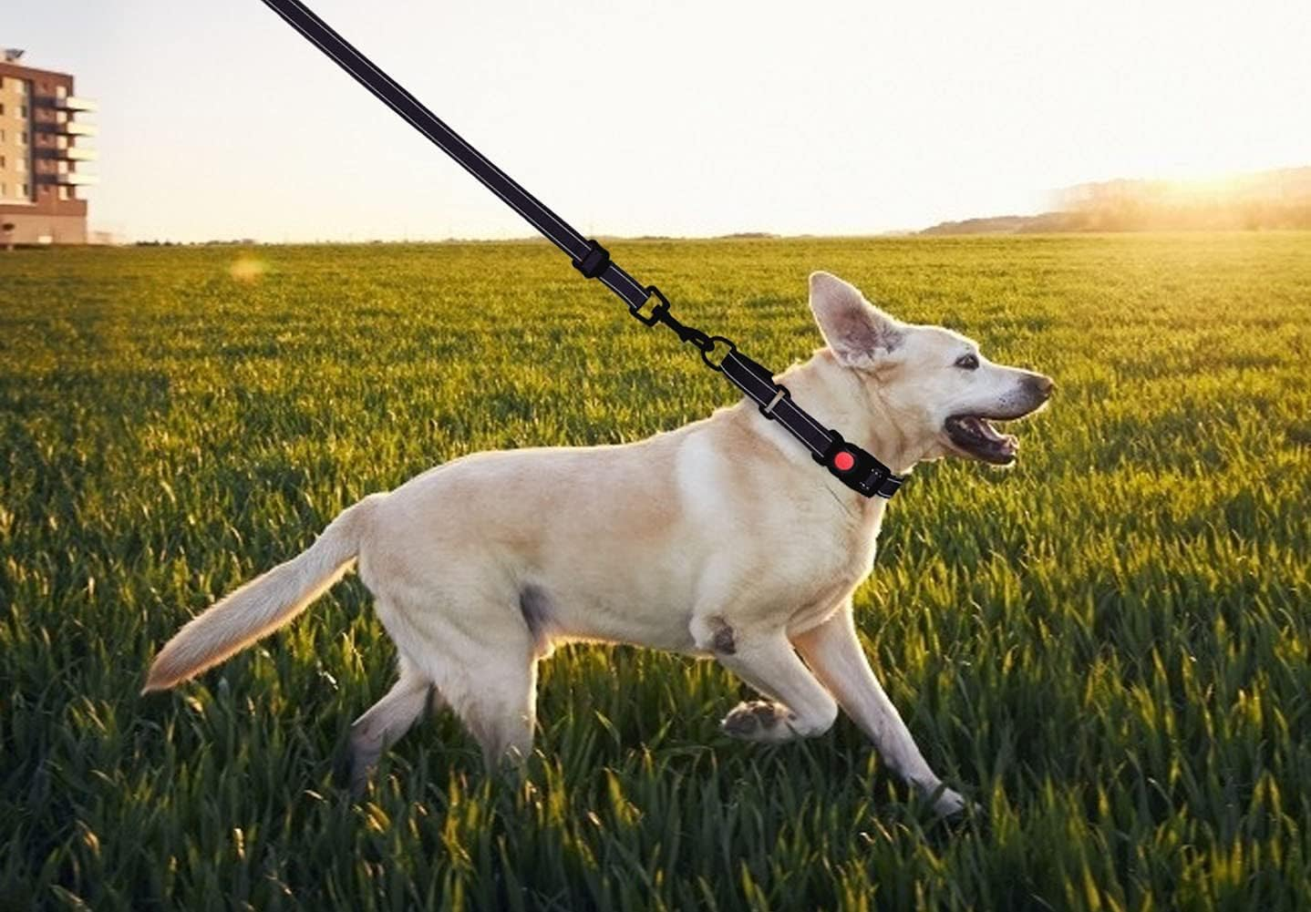 Dog Collar and Leash Set Collars for Dogs Reflective Collar for Small Medium Large Dogs (Black, L)