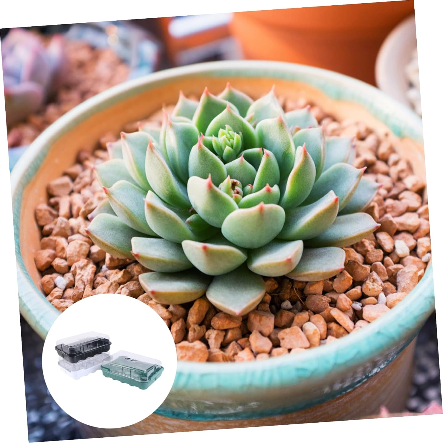 MERRYHAPY 3 Sets Plastic Tray Plant Nursery Tray for Indoor Plant Sprout Propagating Box