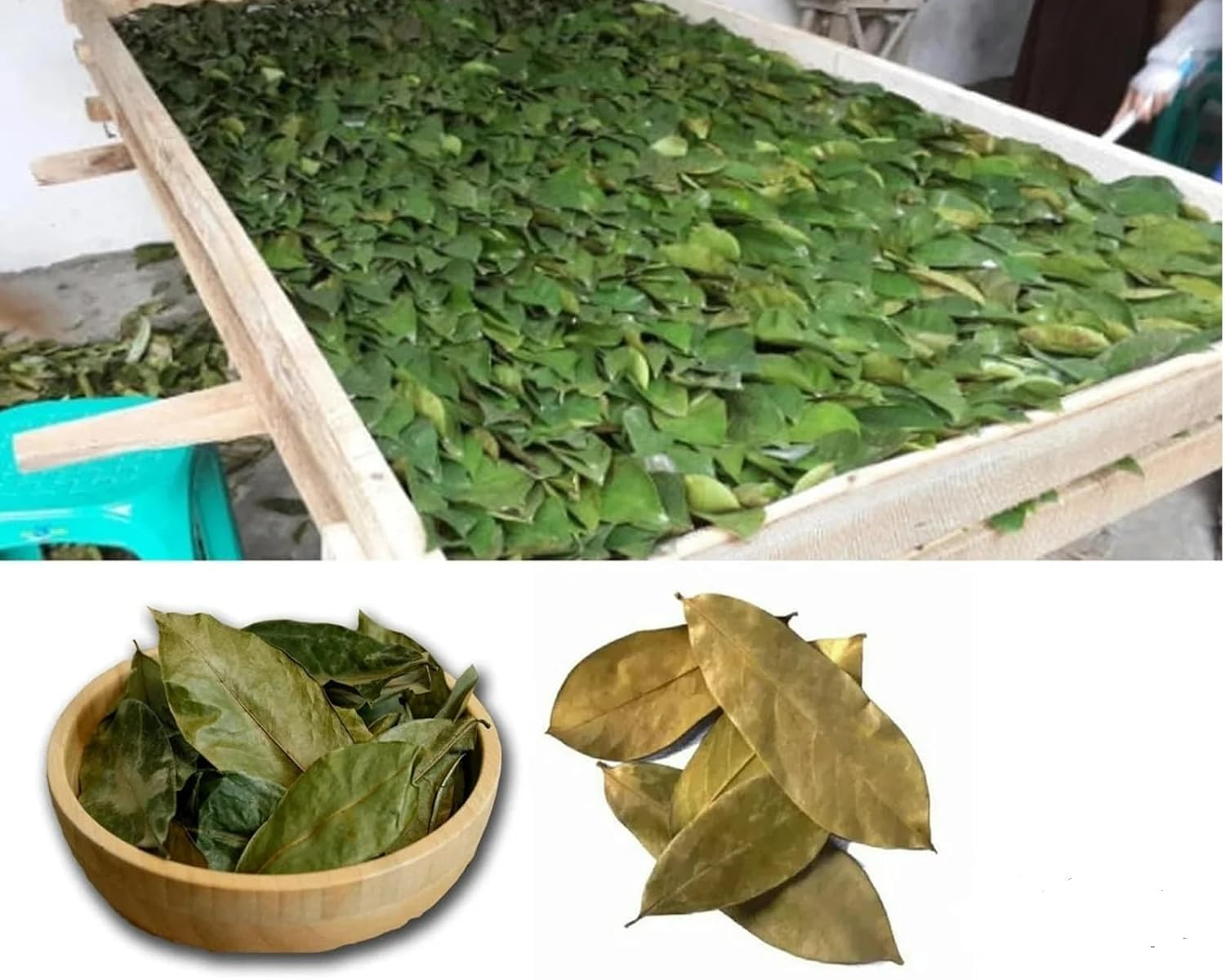 Premium Quality Dried Soursop Graviola 120 Leaves