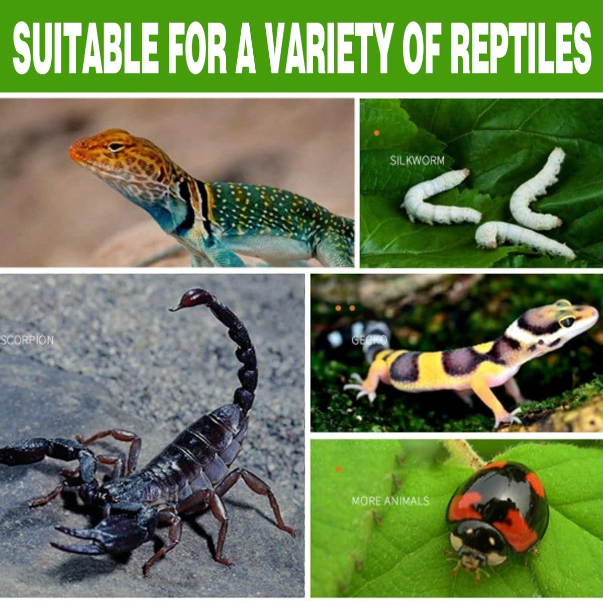 AIMALL Acrylic Reptile Climbing Pet Enclosure, Transparent Spider and Lizard Breeding Terrarium, Lightweight and Durable Design - Black image number 7