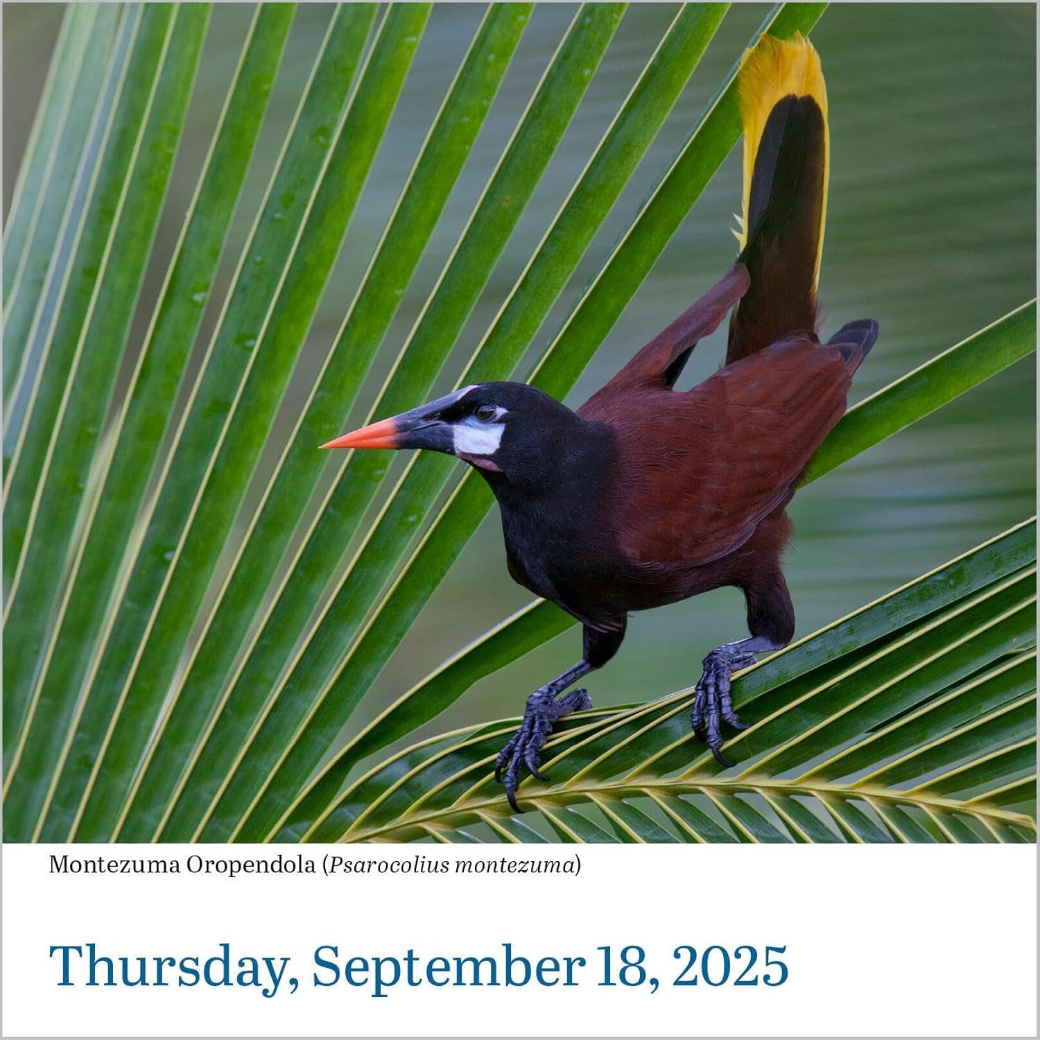 Audubon Birds Page-A-Day Calendar 2025: the World'S Favourite Bird Calendar image number 3