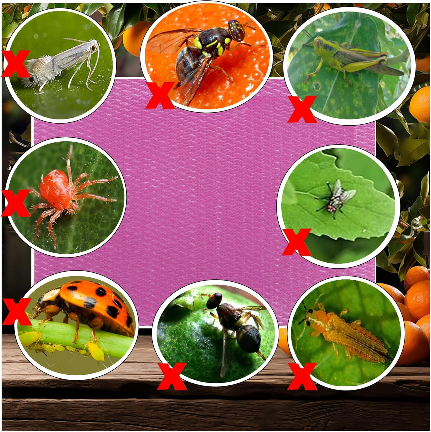 20-Pcs (25 * 20Cm) Fruit Insect Fly Traps, Increase Fertilizer, Insect Sticky Trap for In/Outdoor, Greenhouse Vegetables, Lawn, Garden, Farm, Home, Horticulture & Agriculture, Orchard Fields (Purple) image number 5