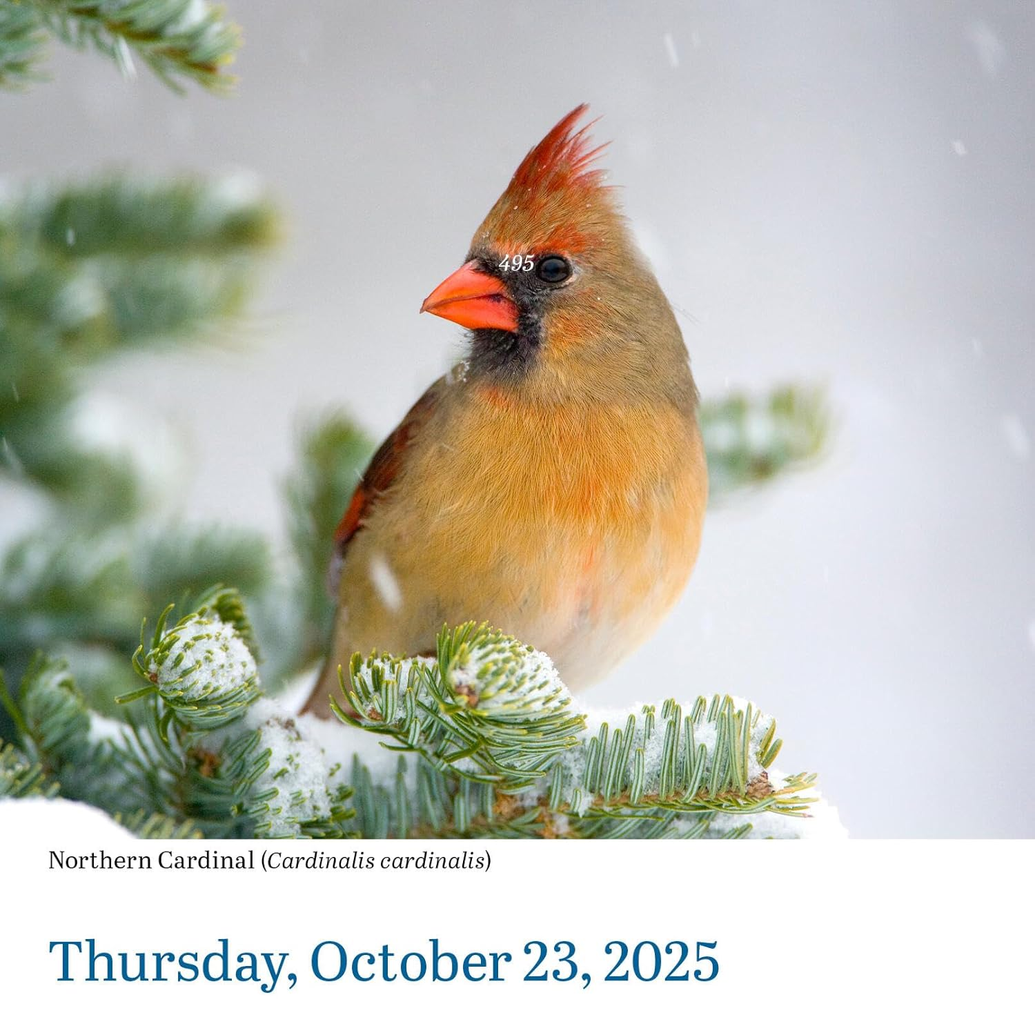 Audubon Birds Page-A-Day Calendar 2025: the World'S Favourite Bird Calendar image number 2