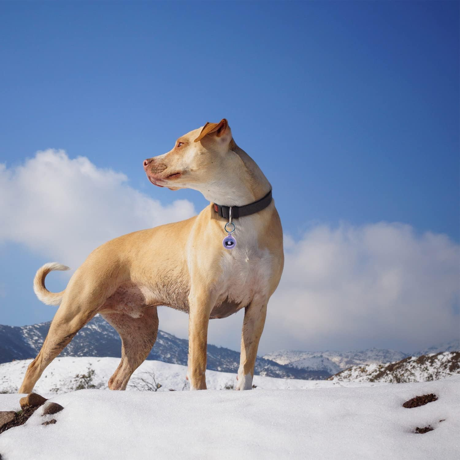 Airtag Keychain Holder (4 Pack) for Apple Airtags Anti-Lost Air Tag Holder Case Compatible with Car Keys Luggage Dog Collar - Blackpinkgreenblue image number 3