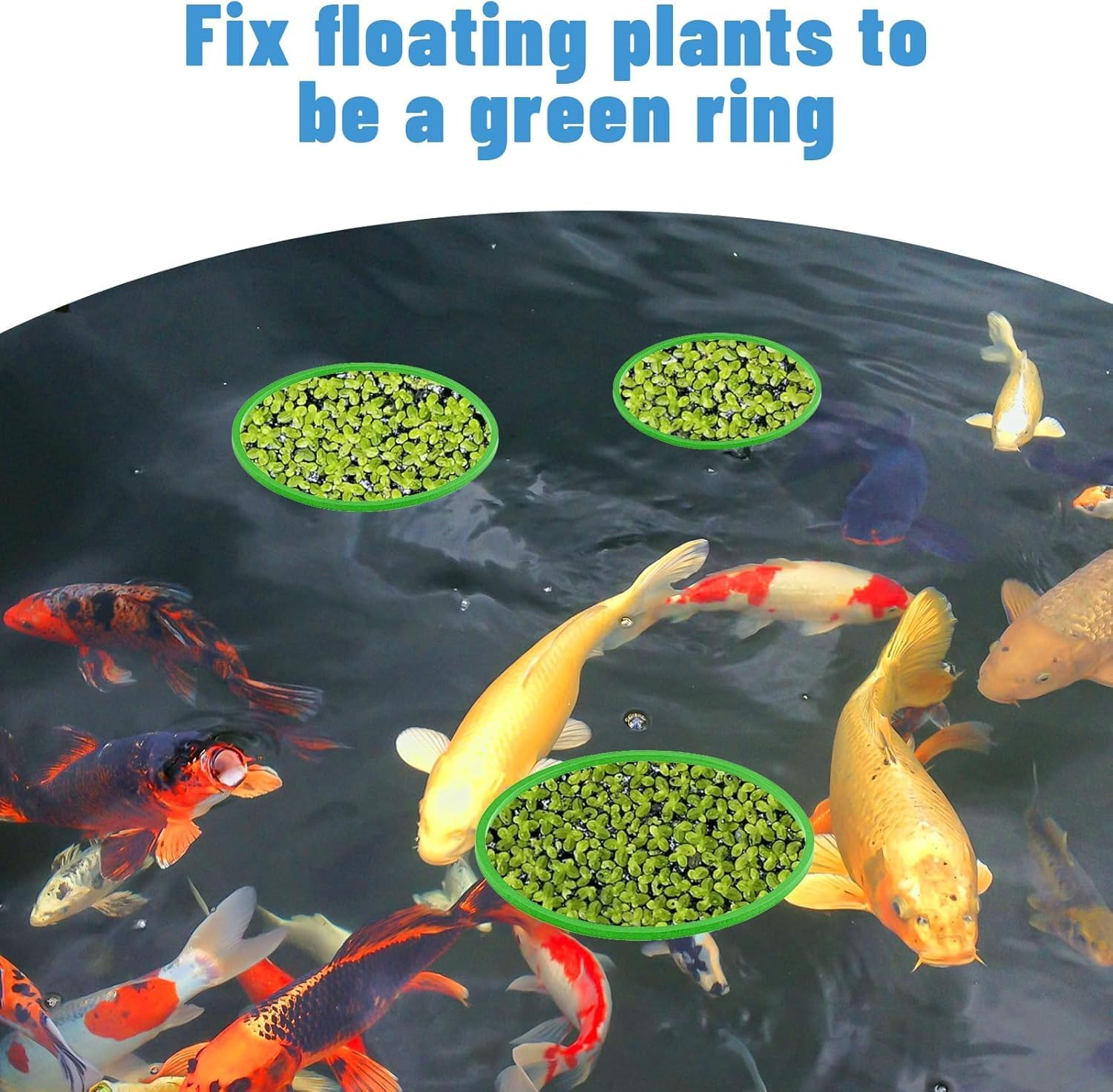 Limcryspp 5 Sizes Betta Feeding Rings,5 Pcs Aquarium Floating Plant Rings,Fish Feeding Ring for Fish Tank, Floating Plant Corral for Keeping Floating Plants in Place Aquarium Floating (Green)
