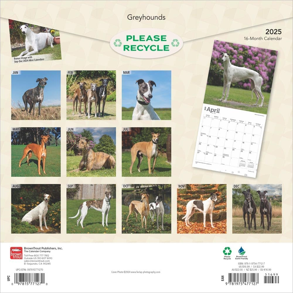 Greyhounds | 2025 12 X 24 Inch Monthly Square Wall Calendar | Plastic-Free | Browntrout | Animals Dog Breeds image number 2