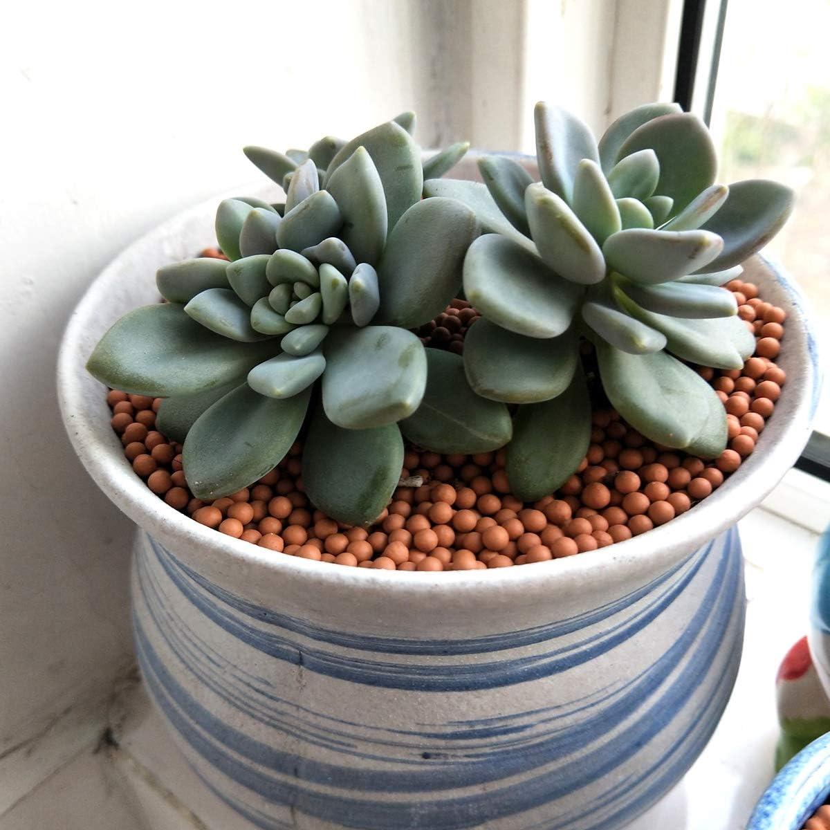 Clay Pebbles Gardening Ceramsite Orchid Hydroponic Grow Media Clay Rocks Drainage Water Purification Ceramsite Decor Cultivation Soil Stone Horticultural Grade for Soil Hydroponics Aquaponics 2.2Lb image number 4