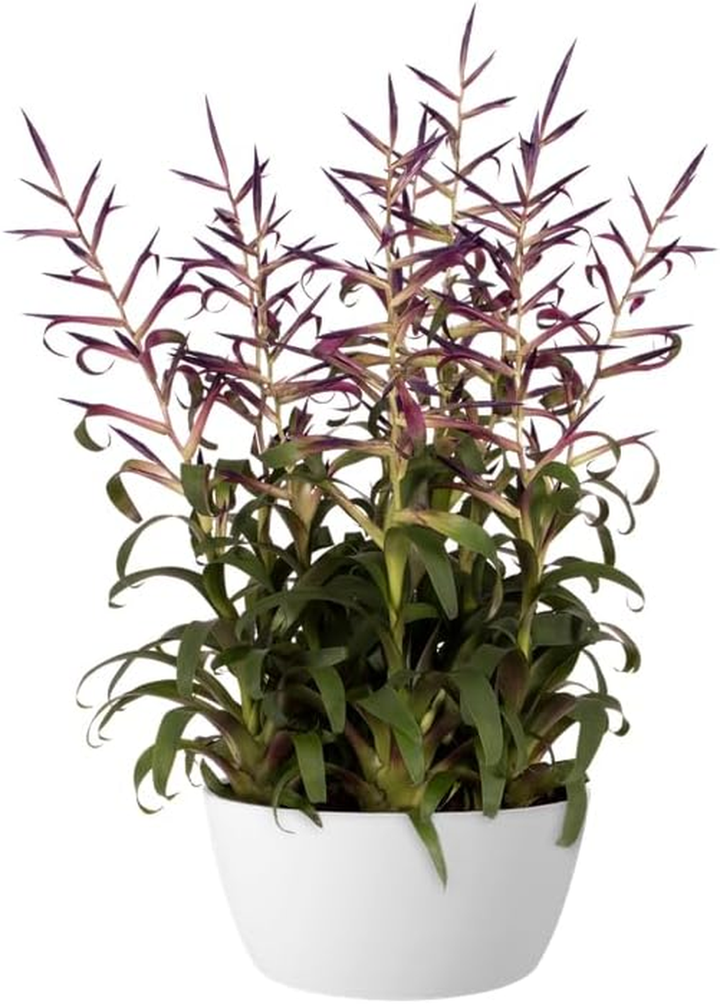 Elho Brussels Bowl - 23Cm Recycled Plastic Bowl-Shaped Large Plant Pot - Lightweight Planter Pot - Ideal for Indoor & Outdoor Planting - Flower Pot for Garden & Patio - Light Gray image number 4