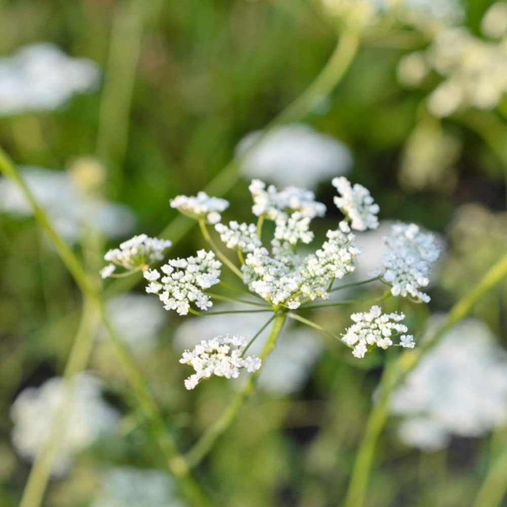 WELEDA Nursing Tea 40G | Breastfeeding Organic Tea with Fennel & Fenugreek Seed | 20 Teabags image number 1