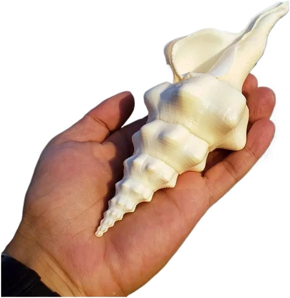 Shells,Conch Shell, Shells Natural Super Conch Landrace Spiral Snail for Decorations DIY Crafts Various(19~20Cm) image number 2