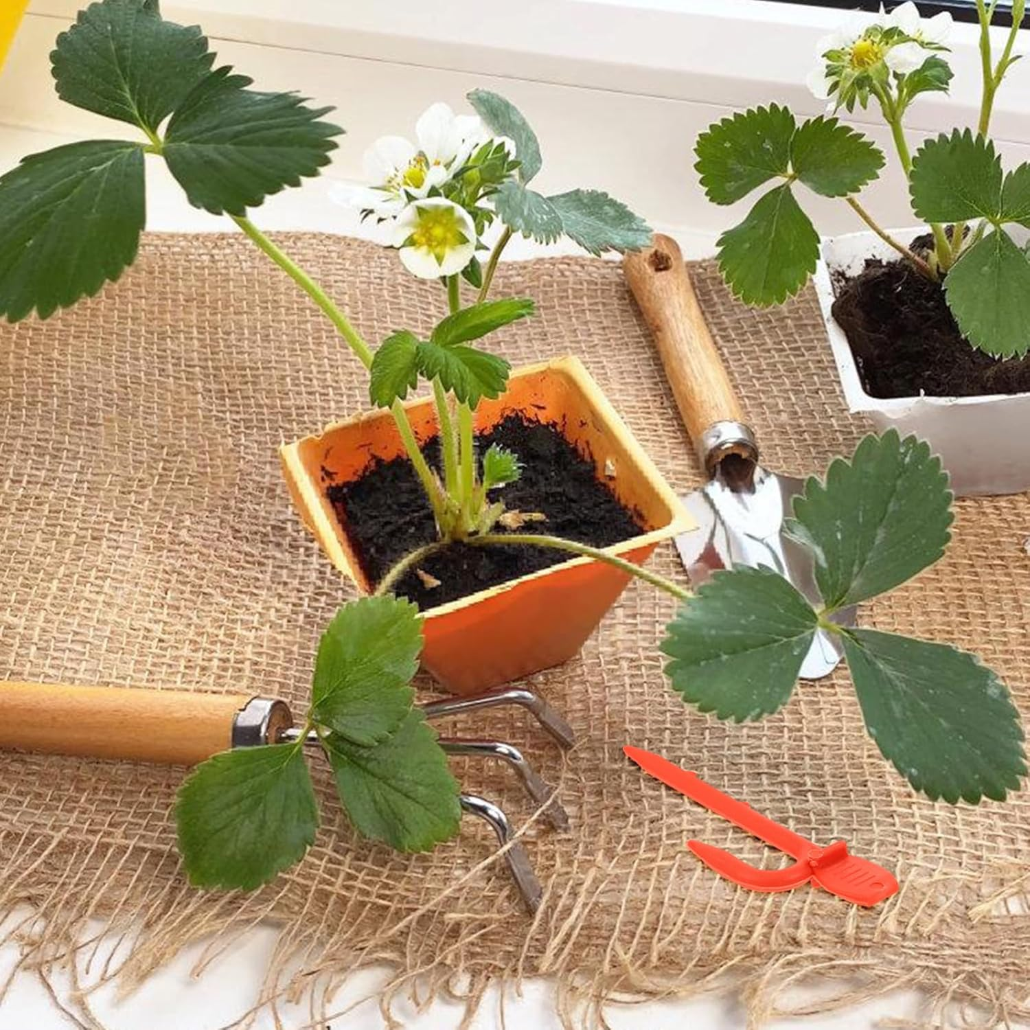 1Bag Strawberry Seedling Fork Gardening Plant Fixing Clips Reusable Vine Fixing Clip Fastening Vines Clamp Stolon Fastening Hook Bed Rails image number 2