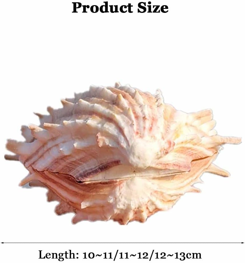 Shells,Conch Shell, Shells Natural Large Conch Shell 10-13Cm for Home Decorations,Diy Crafts(12~13Cm) image number 3