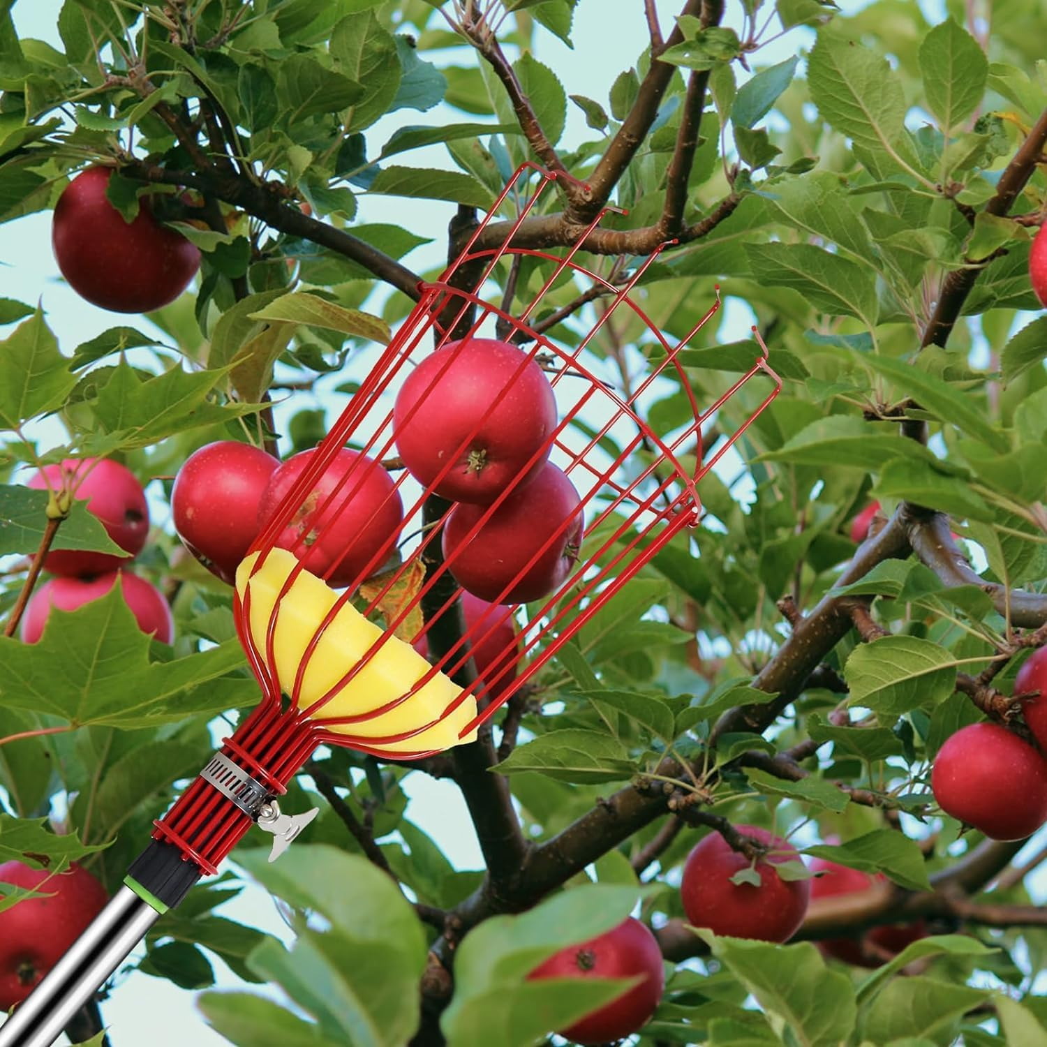 8 Ft Fruit Picker Tool,Fruit Picker Pole Adjustable Fruits Picker Too for Mango Apple Avocado Orange Cherry Pear Picking, Lightweight Sturdy Fruits Catcher with Extra Carrying Bag (1) image number 1