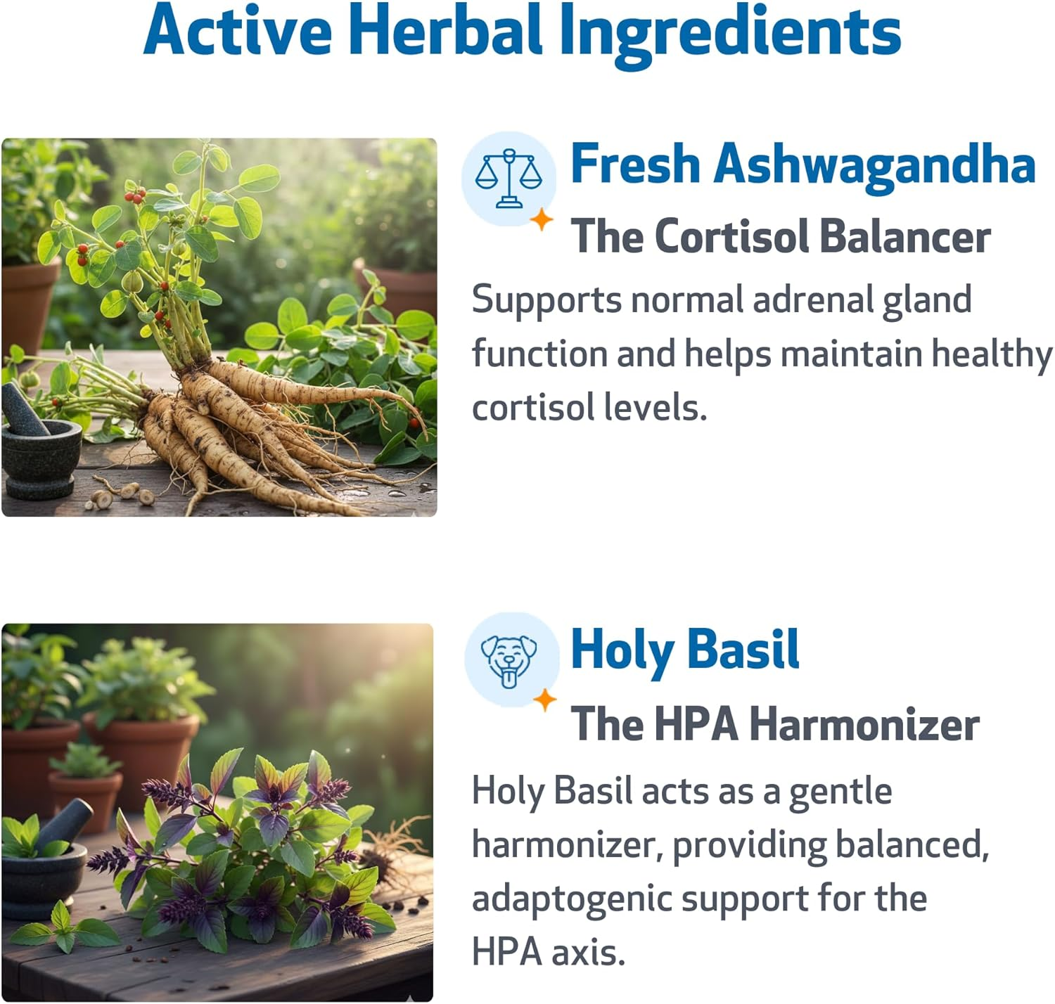 Pet Wellbeing Adrenal Harmony Gold for Dogs - Supports Healthy Adrenal Function, Normal Cortisol Levels, Healthy Thirst & Weight &ndash; Vet-Formulated Holistic Supplement &ndash; 2 Oz (59 Ml)