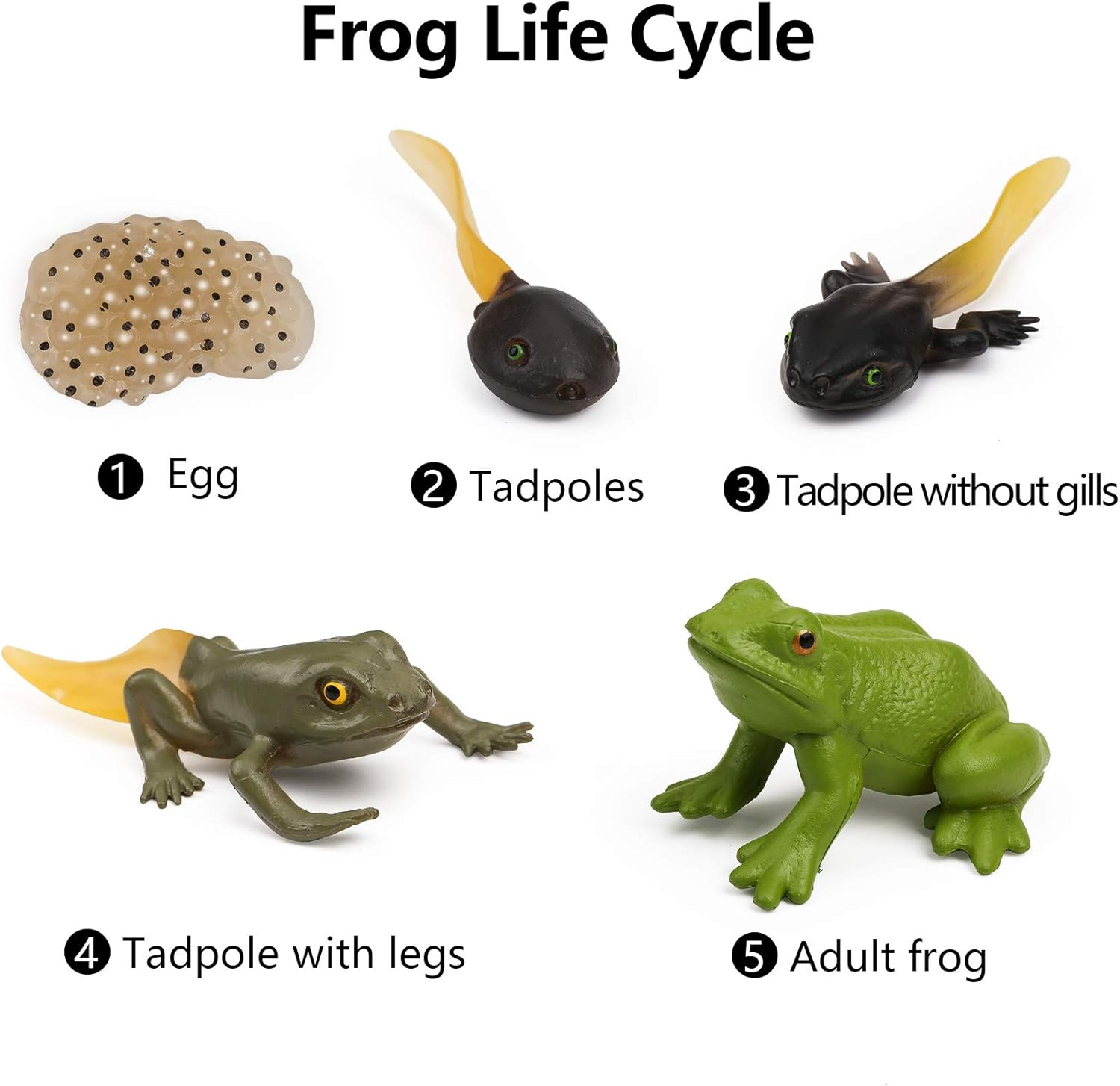 UANDME Life Cycle Figurines of a Monarch Butterfly and a Frog Realistic Education Insects Life Stages Figures for Learning and Teaching Aids image number 5