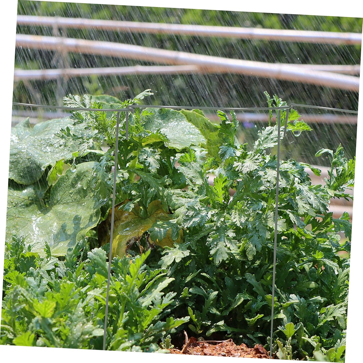 5Pcs Plant Trellis Support for Climbing Plants Curved Flower Bracket for Use Garden Stake Height image number 4