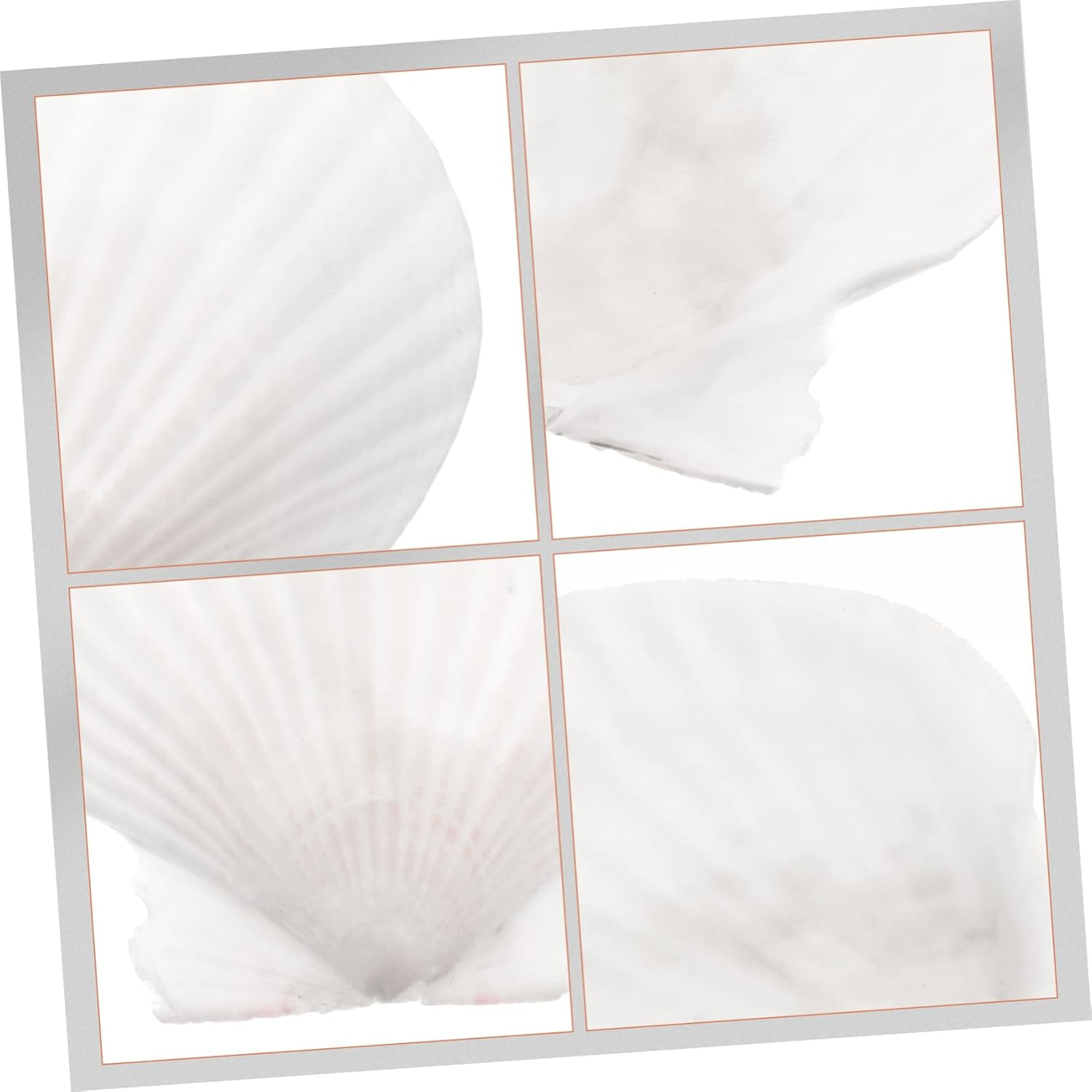 10Pcs Natural White Scallop Shells for DIY Crafts Home Decoration Aquarium Ornaments and Seasonal Projects image number 2
