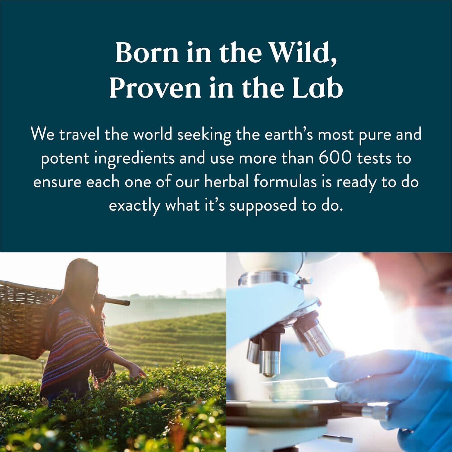 Nature'S Sunshine St. Mary'S Thistle 100 Capsules image number 2