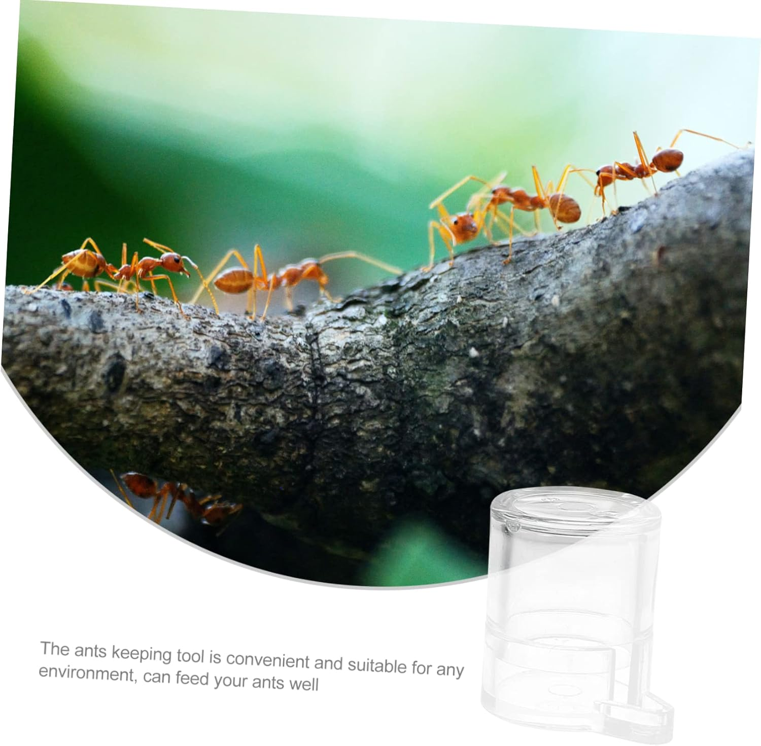Ant Water Feeder Bowl Acrylic Small Size Formicarium Nest Drinking Tool for Ant Habitat Pet Supplies image number 2