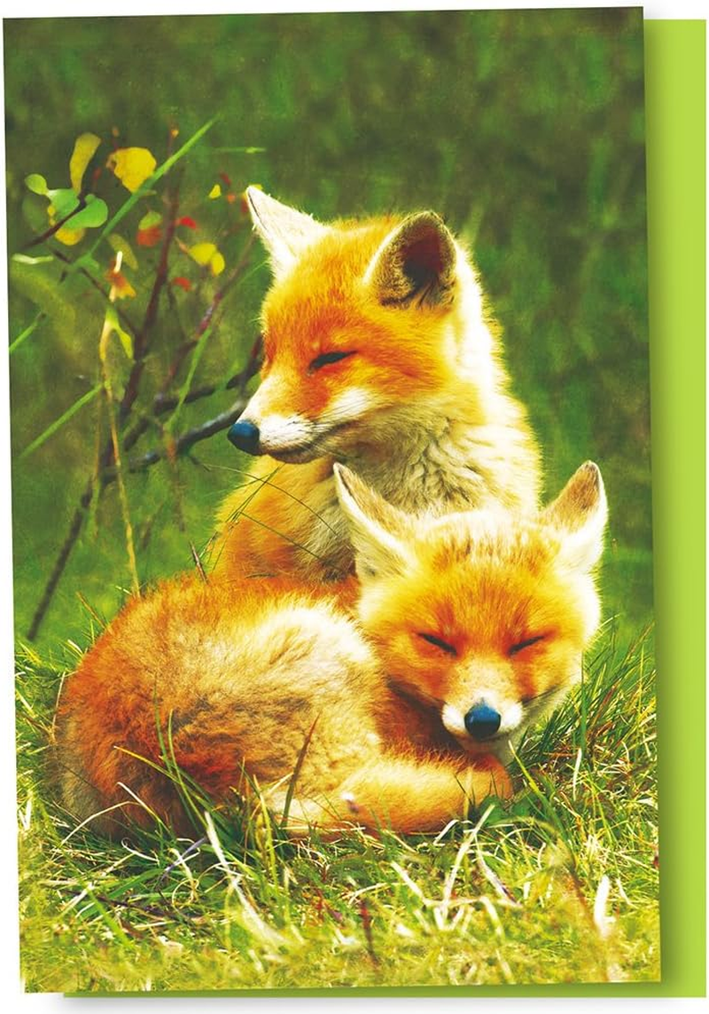 Tree-Free Greetings Econotes 12 Count Foxes Relaxing All Occasion Notecard Set with Envelopes, 4 X 6 Inches (FS56123) image number 2