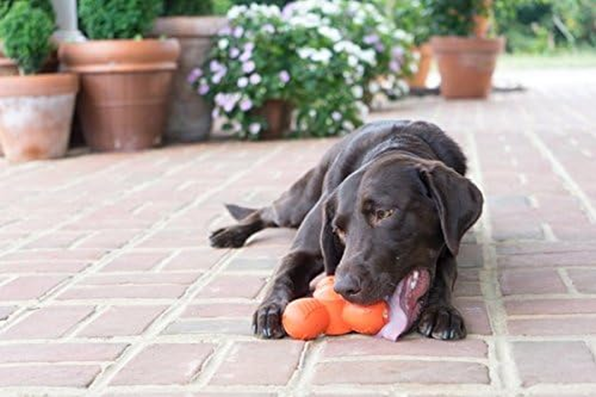 Petsafe Sportsmen Squeak 'N' Treat Troog Dog Chew Toy - Interactive Pet Puzzle for Boredom or Separation Anxiety - Use with Treats - Large image number 6