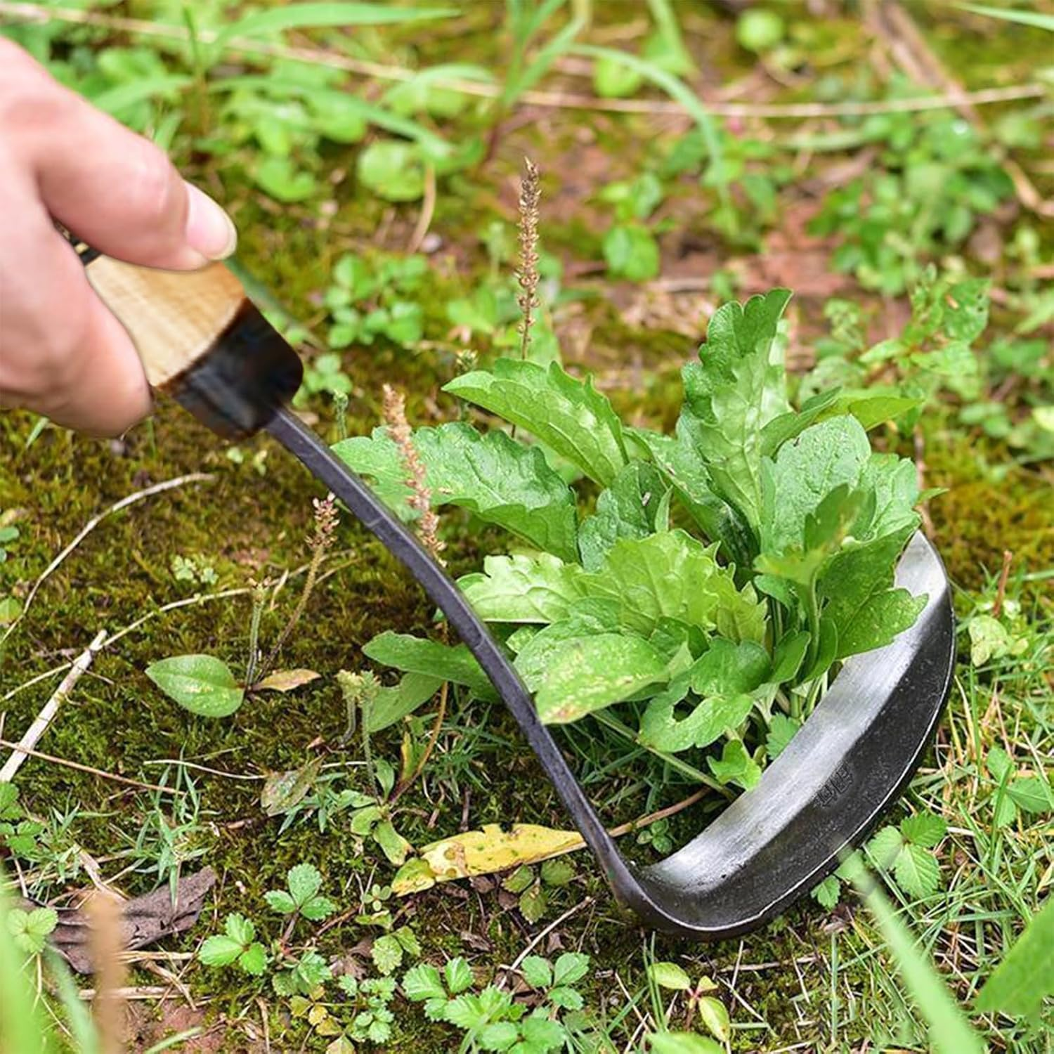 Kana Hoe 217 Japanese Garden Tool - Hand Hoe Is Perfect for Weeding and Cultivating,Solid Wood Handle for Garden Yard， Ideal for Easy Gardening image number 5