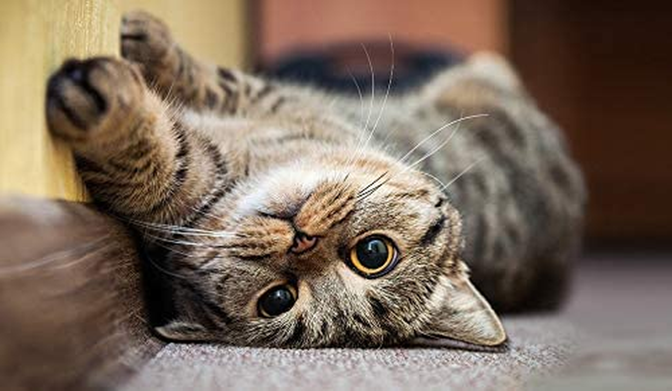 INABA Twins Chicken Recipe, 70 Grams image number 6