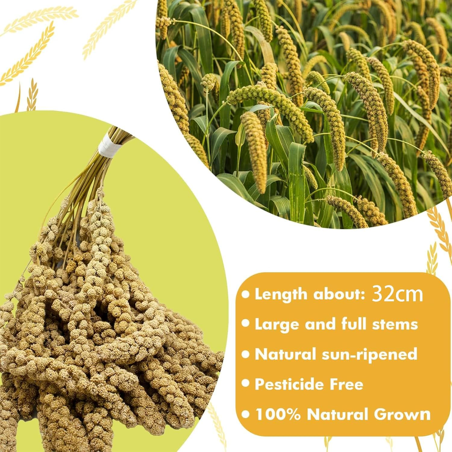 1LB Spray Millet Treat for Birds &ndash; Natural Sun-Dried Millet for Parakeets, Cockatiels, Budgies, Finches, Parrots, and Hamsters image number 3