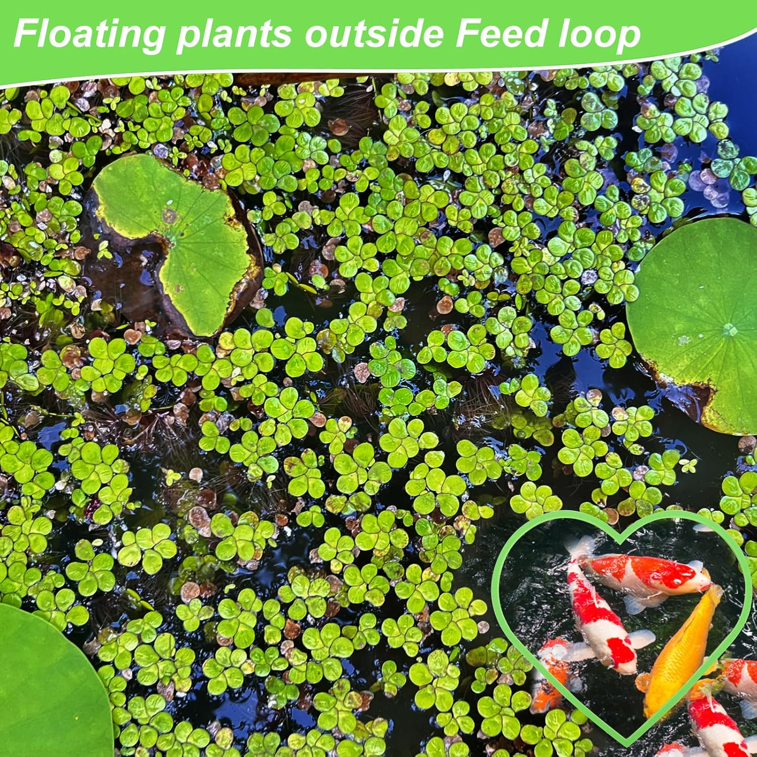 5Pcs Aquarium Floating Plant Rings, Foam Betta Fish Feeding Rings Heart Shaped Fish Tank Feeder Plant Fence Corral Keep Floating Plants in Place & Out of Filters Decor (Green) image number 5