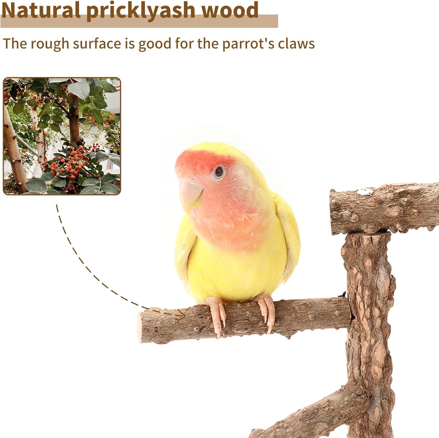Bird Perch Stand Tabletop,Natural Pricklyash Wood Parrot Playground,Bird Active Toys Cage Accessories,Playstand Platforms for Parrots Parakeets Canaries Cockatiels Conure Lovebirds image number 2