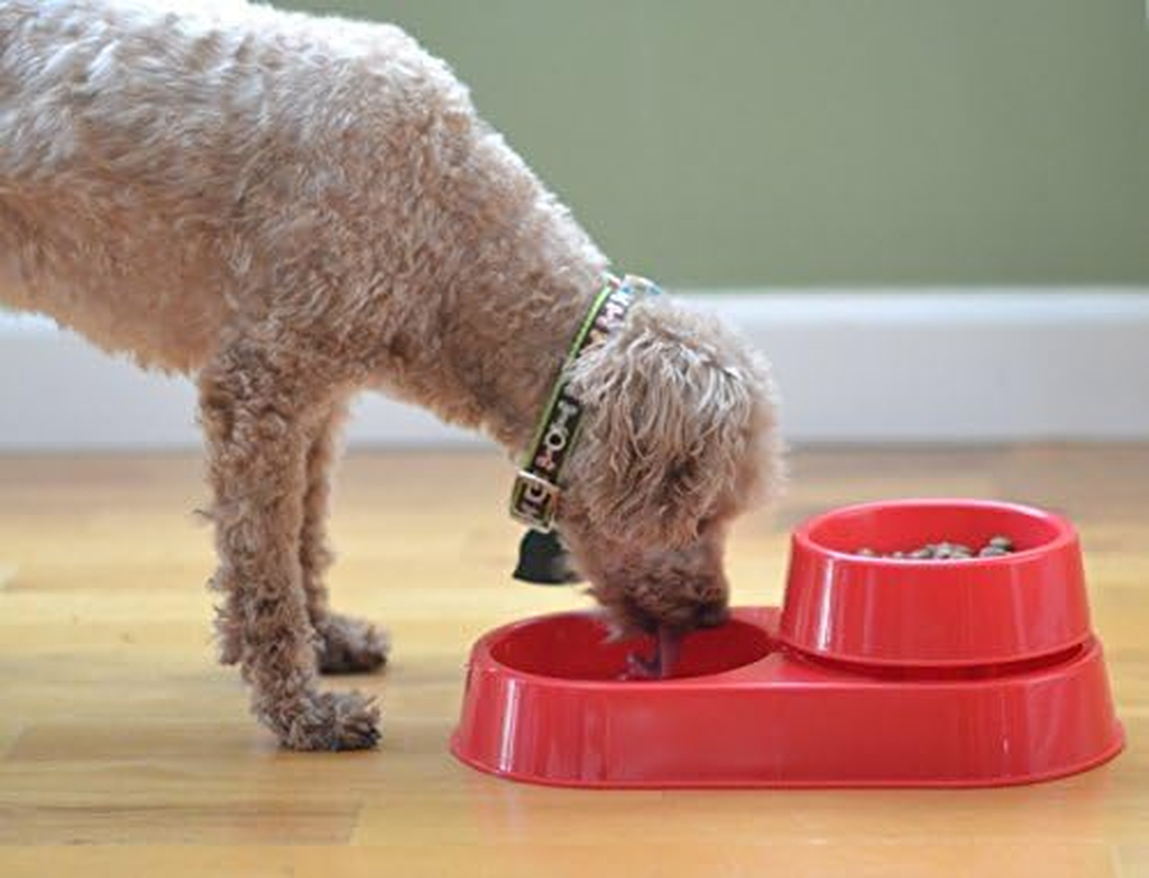 The 3-In-1 Ant Free Pet Dish ????